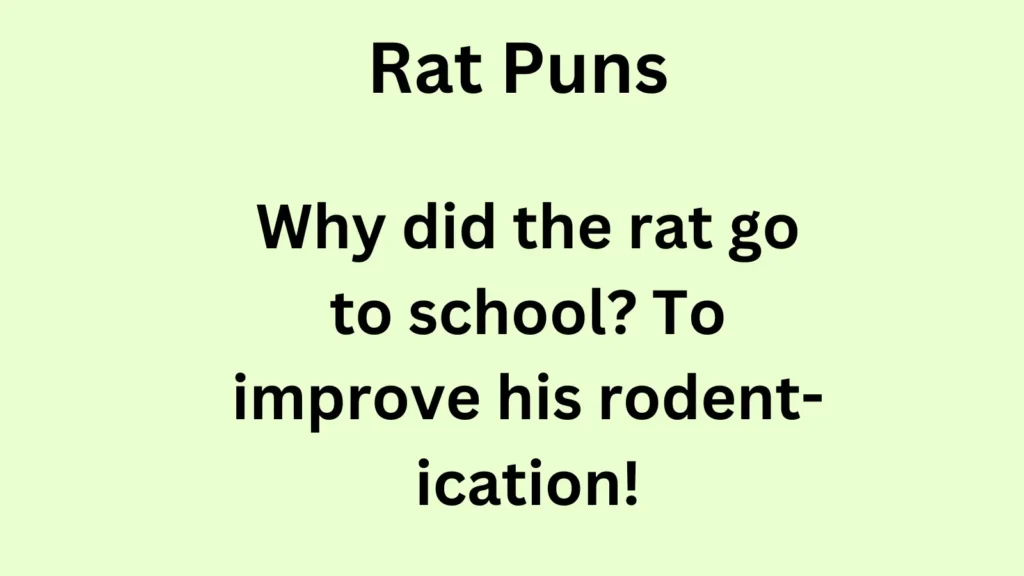 Funny Rat Puns for Jokes and Laughs